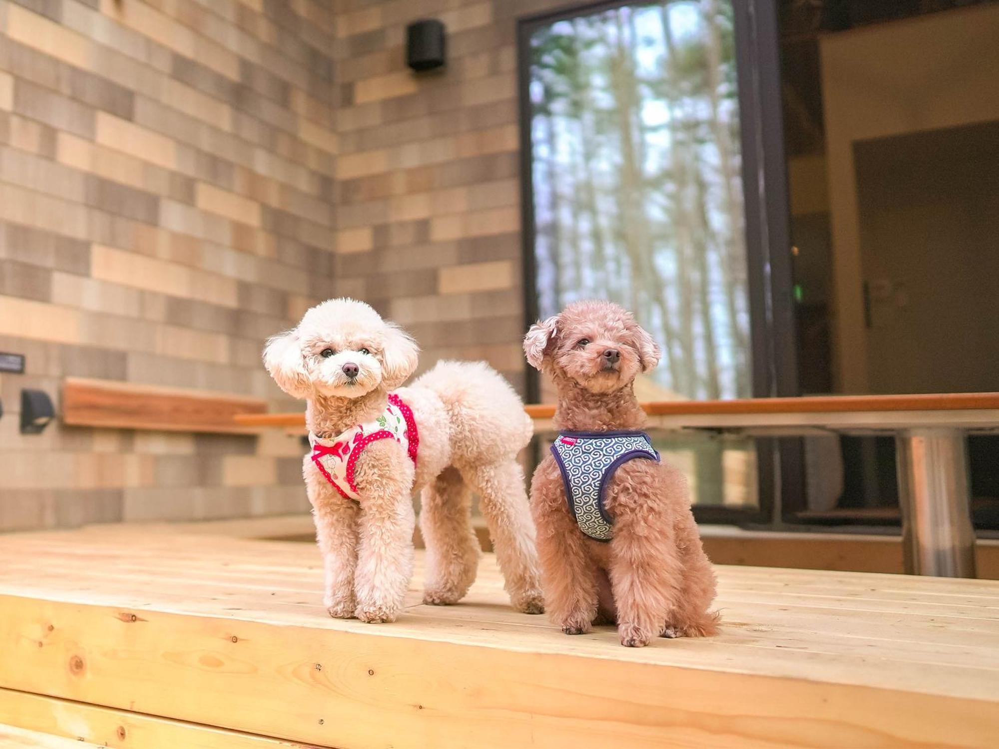 Rakuten Stay Villa Fujikawaguchiko Forest エクステリア 写真